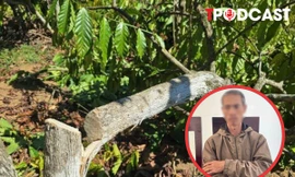 NÓNG 17/2: Anh rể phá vườn cà phê để em vợ... cho quan hệ tình cảm?