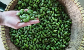 Thị trường ngày 13/9: Giật mình giá nhót xanh Đà Lạt