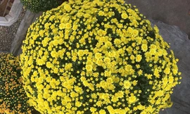 Cúc mâm xôi đắt hàng vì giá quá rẻ; Samsung Galaxy S22 tăng giá do thiếu chip