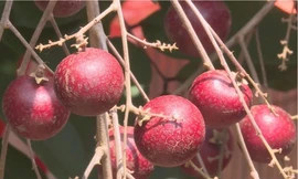 Nhãn tím đột biến giá cao gấp 5 lần nhãn thường