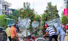 Thị trường 24/1: Dịch vụ chở cây cảnh đắt khách