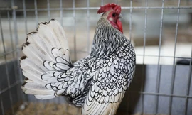 Xếp hàng mua ‘mỹ kê’ hàng chục triệu đồng/cặp; đồng hồ vẽ Hội An giá 888,8 triệu đồng