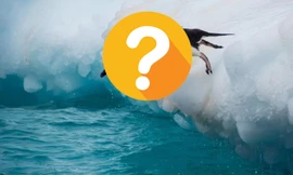 Loài chim nào ngủ đến... 10.000 giấc mỗi ngày?