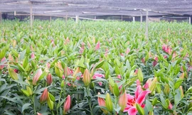 Thị trường ngày 16/11: Rươi vào mùa giá nửa triệu đồng/kg, Đà Lạt lo ế hoa Lily chơi tết