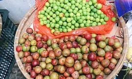 Mận đầu mùa chua giòn đắt đỏ vẫn nhanh hết hàng; iPhone 12, iPad, Macbook giảm giá mạnh