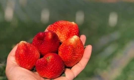 Thị trường 12/3: Dâu tây Mộc Châu loại siêu vip giá 1 triệu đồng/kg