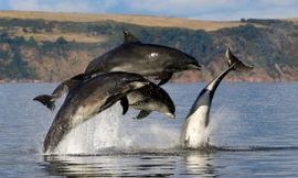 Nước biển mặn và không thể uống trực tiếp, cá heo bổ sung nước bằng cách nào?