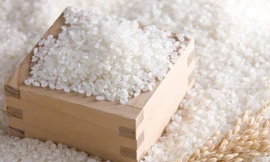 Thị trường ngày 26/1: Cây cảnh giả tràn lan, săn lùng gạo Séng Cù làm quà biếu Tết