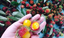 COVID-19: Hà Nội không khan hàng sốt giá, chôm chôm ruột vàng như trứng muối hút khách