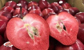 Táo lạ đỏ thẫm từ vỏ đến ruột gây 'sốt'