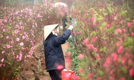 Thời tiết dịp Tết Nguyên đán 2022 ra sao?