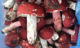 Đổ xô về rừng xứ Lạng săn nấm Chẹo - đặc sản quý giá cả triệu đồng/kg