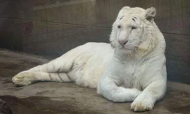 Bỏ qua lan đột biến đi, hổ đột biến mới thực sự quý!