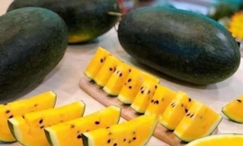 Loại quả 'tưởng vậy mà không phải vậy' giá cao vẫn đắt khách