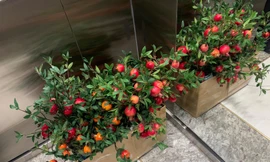 Thị trường 11/12: Cành lựu giả ba màu hút khách