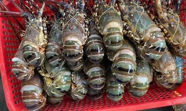 Tôm hùm siêu rẻ tràn ngập chợ mạng