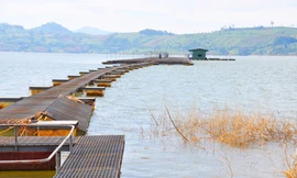 Hồi sinh nhiều loài cá quý sắp tuyệt chủng