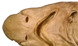 Chân dung quái dị của loài cá mập vừa được phát hiện ở Philppines - Ảnh: Journal of the Ocean Science Foundation.