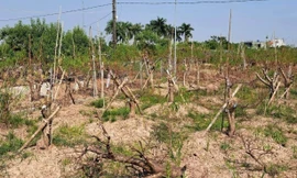 Đào chết hàng loạt trên đồng ở TP Thái Bình. Ảnh: Hồng Thắm