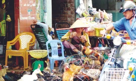 Gia cầm, thủy cầm sống trái phép và chưa qua kiểm dịch bày bán tại quận 5. Ảnh: Đại Dương