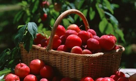 Táo đỏ chữa mất ngủ