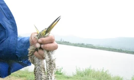 Tận diệt cò ở Hà Tĩnh