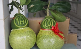 Nhìn gần cặp bưởi hồ lô chơi Tết giá gần 2,5 triệu đồng