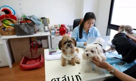 Chó cưng được đặt trên bàn Jirmas khi cô đang làm việc trong văn phòng công ty ở Bangkok, Thái Lan ngày 27/09/2018. (Ảnh : Soe Zeya Tun)