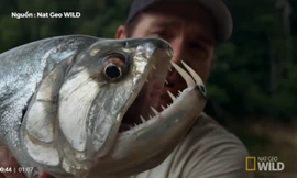 Hành trình bắt loài cá 'ma cà rồng' dữ tợn trên sông Rewa