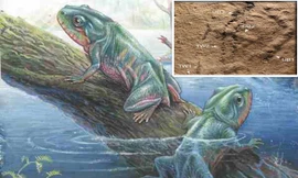 Phát hiện dấu chân động vật cổ xưa nhất trong lịch sử