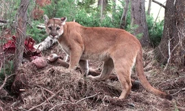 Báo sư tử đã giết 1 người và làm bị thương 1 người tại thị trấn North Bend.