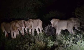 7 con sư tử đói bất lực trước một con nhím khôn ngoan.