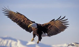 Những khả năng biến đại bàng thành bậc thầy săn mồi