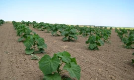 Kinh ngạc 'siêu' cây có thể làm sạch môi trường có ở Việt Nam