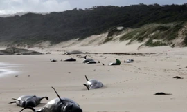 Cá voi mắc cạn chết hàng loạt trên bãi biển.