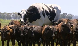 Chú bò Knichers to lớn vượt trội những con bò bình thường.