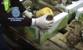 Phát hiện hàng trăm kg 'dứa ma tuý' chất đầy xe container