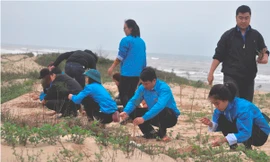 Đoàn viên, Thanh niên Quảng Bình tham gia trồng cây phi lao chắn cát sau buổi lễ phát động.