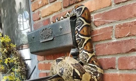 Chạy té khói khi thấy trăn khổng lồ quấn chặt hộp thư