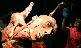 Mô hình thi thể người trong một triển lãm. Ảnh: DPA