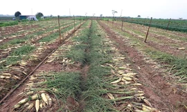 Xã Tráng Việt (huyện Mê Linh, Hà Nội) có 80 ha trồng củ cải. Trước kia đây là vùng cát trắng, sau khi cải tạo đất thì thích hợp trồng củ cải. 