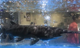 Động vật "sách đỏ" được bày bán ngang nhiên trong siêu thị ở Trung Quốc.