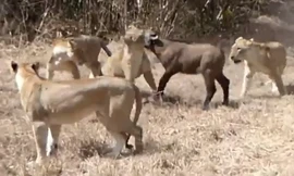 Sư tử cái vồ gọn trâu con giữa đàn