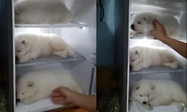 Video cho cún con vào tủ lạnh chống nóng ở TP.HCM lên báo nước ngoài