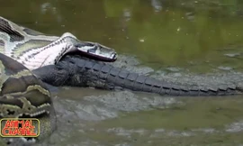 Trăn khổng lồ 'thanh toán' cá sấu với tốc độ ánh sáng
