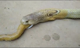 Rắn hổ mang khổng lồ nôn ra nguyên một con... rắn hổ mang