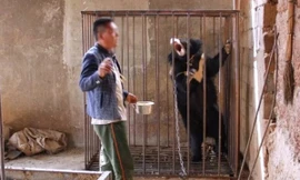 Anh Yang nuôi gấu trong nhà tưởng là chó. Ảnh: SCMP