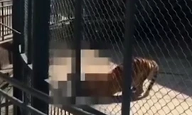 Con hổ phản chủ, căn xé ông Ngô trong lúc biểu diễn cho du khách. Ảnh: AsiaWire