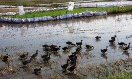 Vịt chạy đồng phải nộp phí là câu chuyện có thật đang diễn ra tại xã Ân Phong, huyện Hoài Ân (Bình Định).