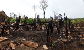 Cháy rừng nghi do đốt cây khai hoang ở Phú Quốc